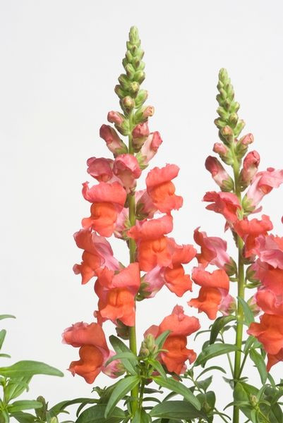 Antirrhinum Majus, Snapdragon, Bedding plants, Tender perennial, snapdragon Sonnet, Snapdragon Liberty